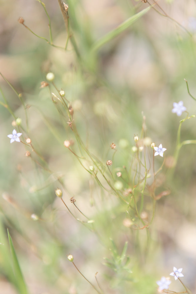 A soft focus, close-up shot of delicate, pale green flower buds on thin stems against a blurred background of greens and browns.