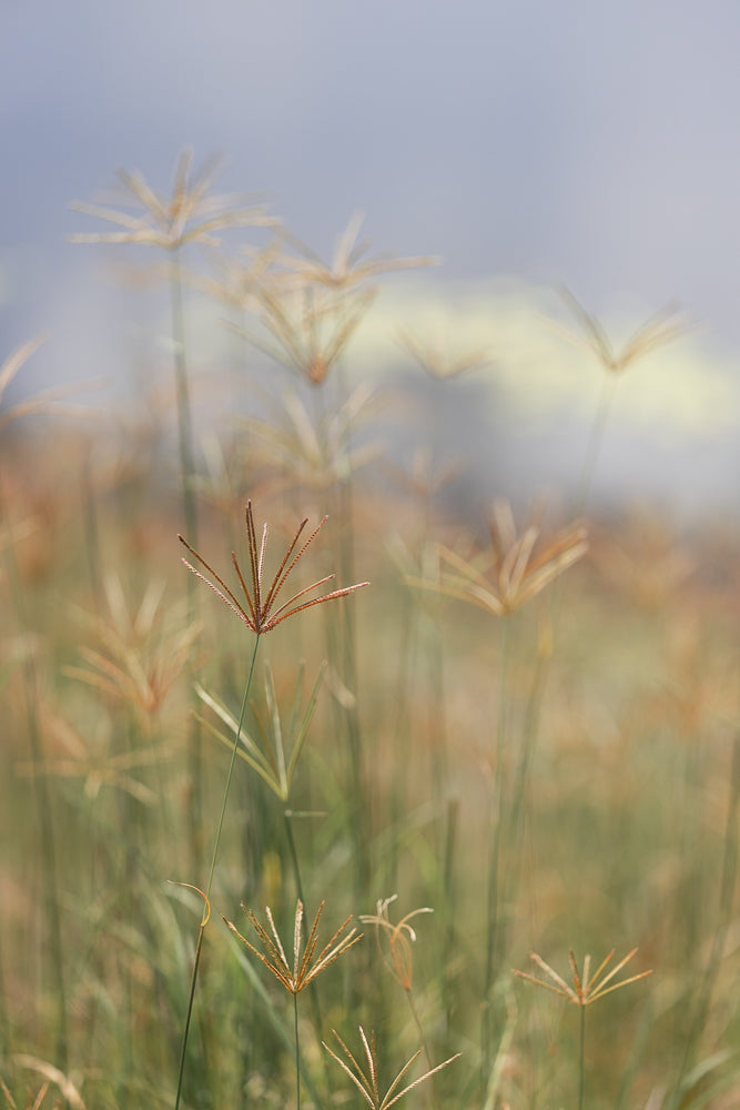 A close-up, shallow depth of field shot of grass seed heads against a soft, hazy blue and yellow background. The focus is on the delicate, starburst-like seed heads, with many others blurred in the distance.