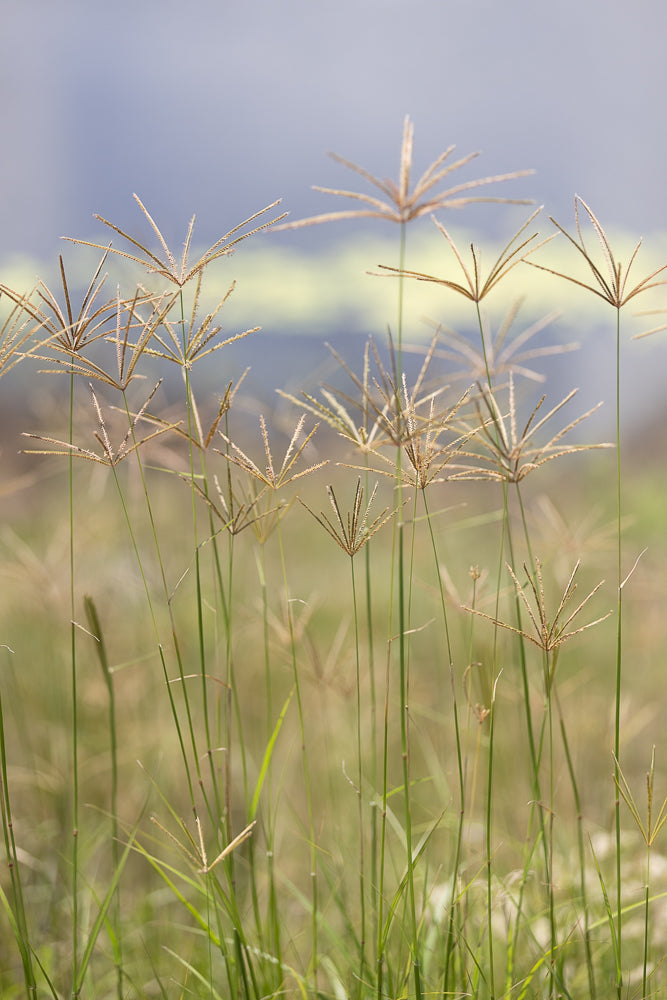 Close-up of tall grass seed heads with a soft, blurred background of green and blue.