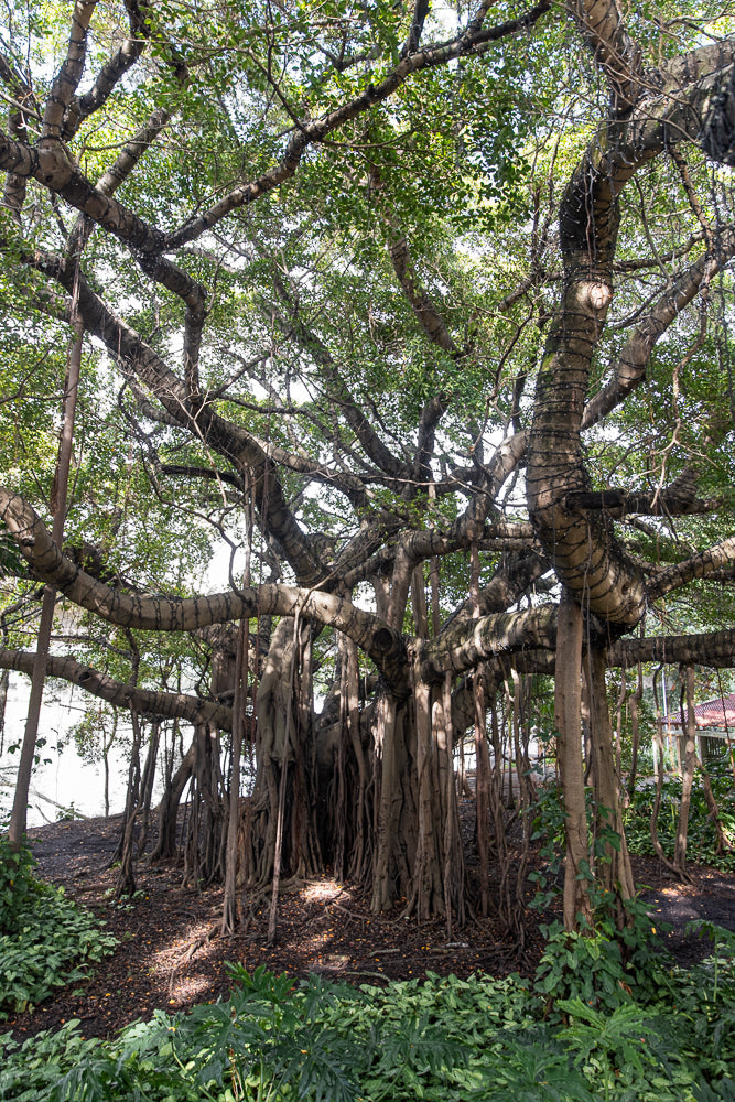 A large banyan tree with many aerial roots hanging down and thick branches covered in lights. The tree is surrounded by lush green foliage and a dark, leaf-covered ground.