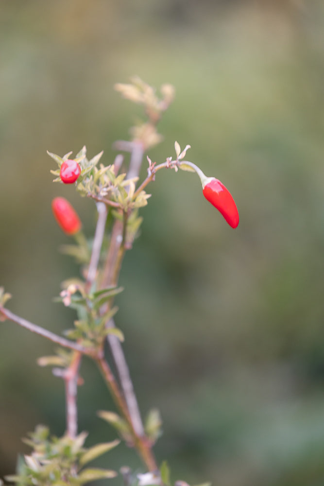 A close-up, shallow depth of field shot shows two small, bright red chili peppers on a thin branch with green leaves. The background is a soft, blurred green.