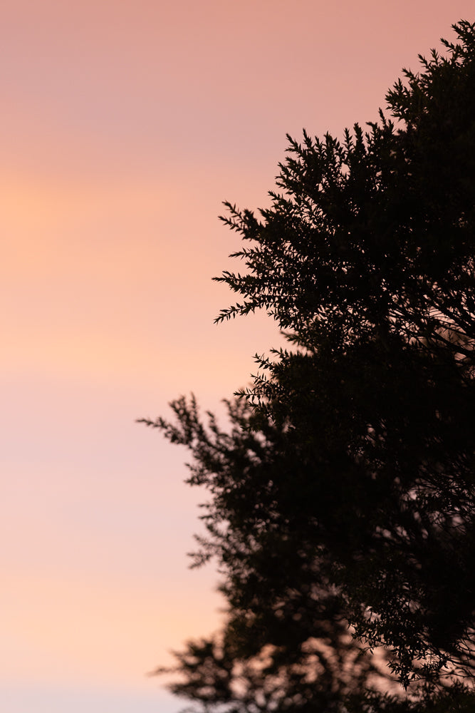 Silhouette of dark green foliage against a soft pink and orange gradient sky at sunset or sunrise.