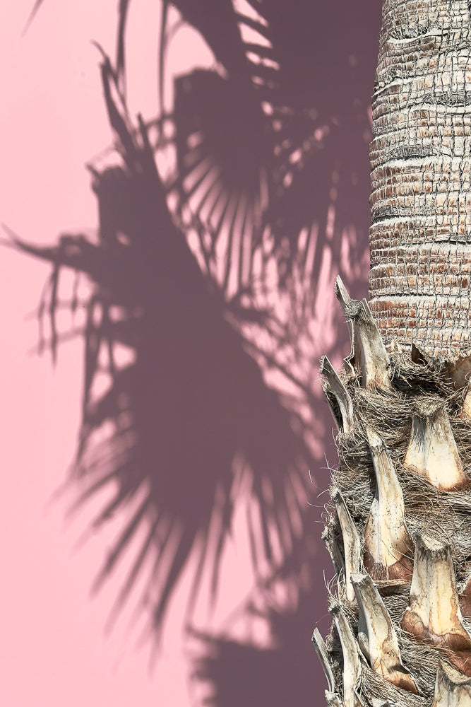 A close-up shot of a palm tree trunk with its rough, textured bark. To the left, the shadow of palm fronds is cast on a soft pink background, creating a dappled effect.