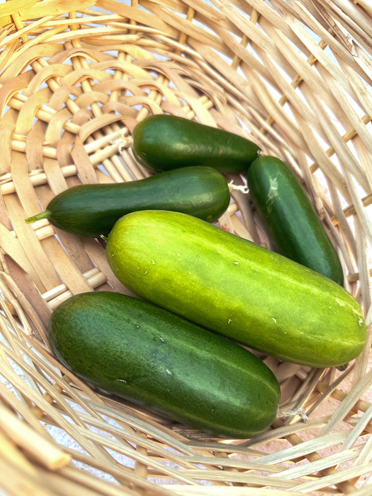 A close-up shot shows several fresh, green cucumbers nestled inside a woven basket. The cucumbers vary slightly in size and shade of green, with one larger cucumber in the foreground and smaller ones behind it.