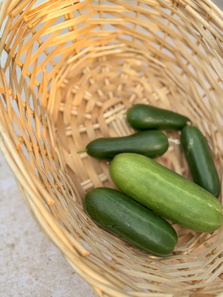 A close-up shot shows five small, dark green cucumbers nestled in a light brown woven basket. The cucumbers are smooth and plump, with one larger cucumber in the foreground and four smaller ones behind it.
