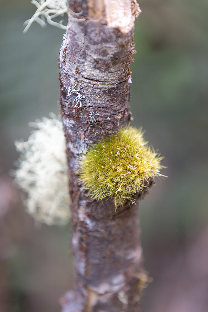 A close-up shot of a tree branch covered in moss and lichen. A bright green clump of moss is prominent on the right side of the branch, with a fuzzy white lichen formation to the left.