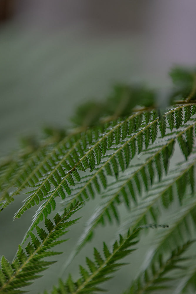 A close-up, shallow depth of field shot shows the delicate, serrated fronds of a green fern against a soft, muted grey background.