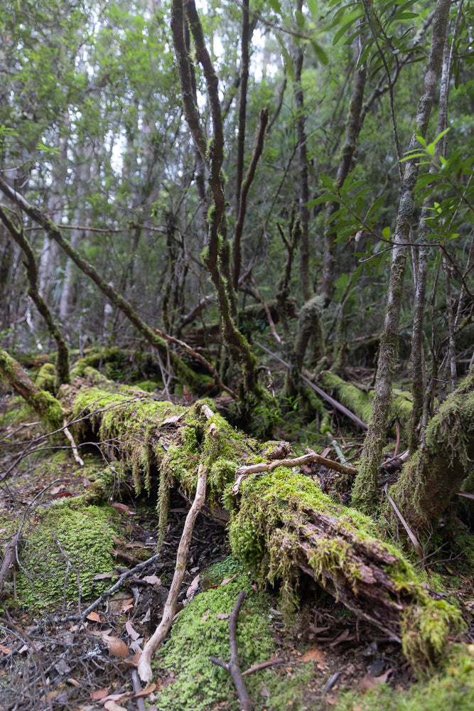 A fallen log covered in vibrant green moss lies on the forest floor, surrounded by trees and undergrowth. The scene is lush and damp, with dappled light filtering through the canopy.