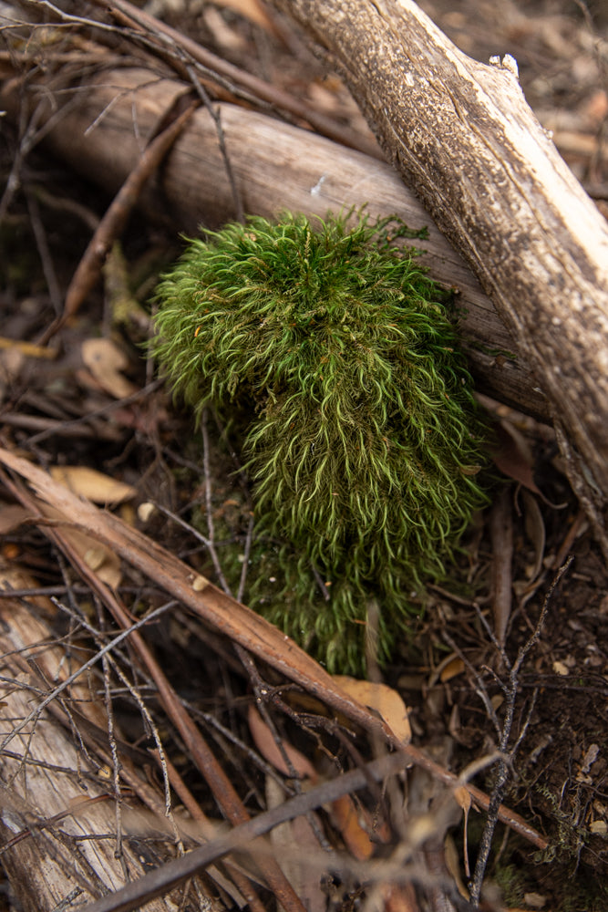 A close-up shot of a clump of vibrant green moss growing on a fallen log, surrounded by dry leaves and twigs.