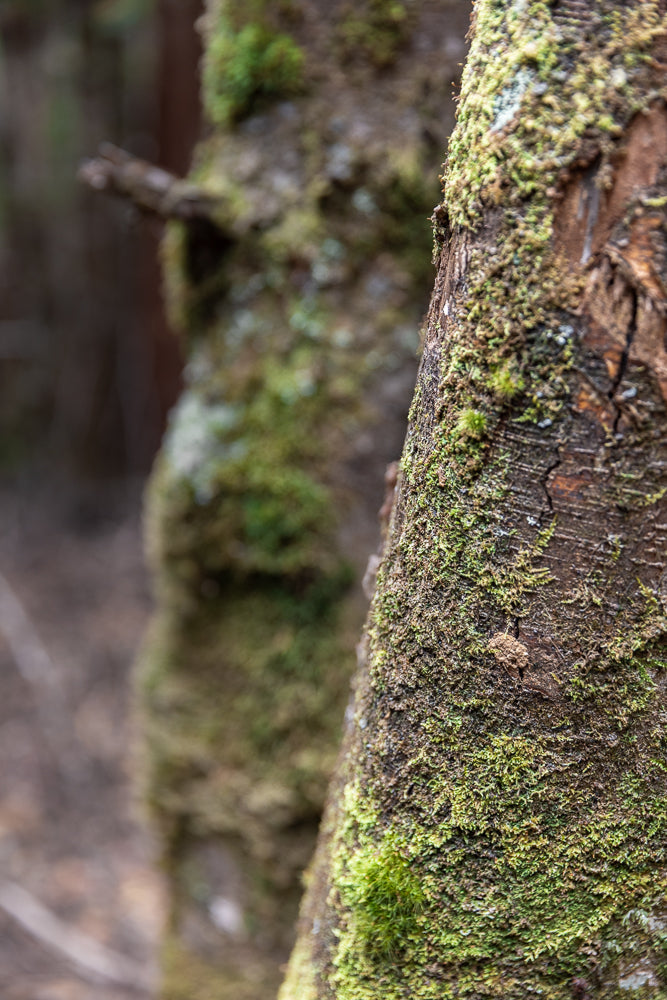 Close-up of a tree trunk covered in vibrant green moss. The moss is thick and textured, with some areas appearing lighter green and others darker, indicating different types or stages of growth. The bark of the tree is visible beneath the moss, showing rough textures and cracks. In the background, other moss-covered trees are softly blurred, creating a sense of depth and a forest environment.