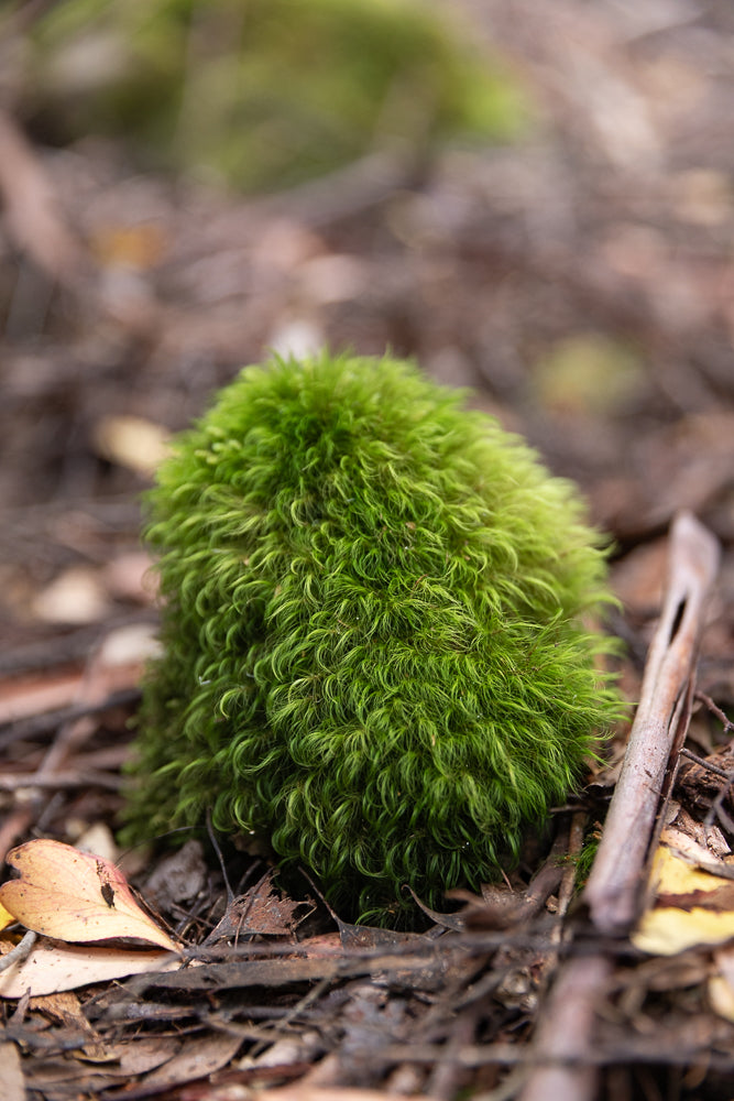 A close-up, shallow depth of field shot shows a clump of vibrant green moss growing on the forest floor. The moss is soft and fluffy, with individual strands clearly visible. It is surrounded by dry leaves, twigs, and a piece of bark, creating a natural, earthy texture.