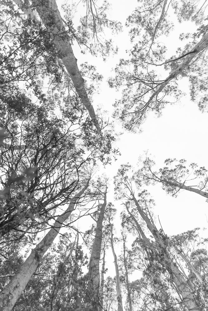 A low-angle, black and white shot looking up at tall trees with a bright sky in the background. The branches and leaves of the trees create a canopy overhead.