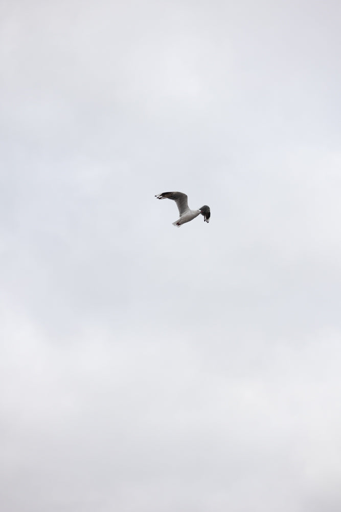 A seagull in flight against a cloudy sky, holding a piece of food in its beak.