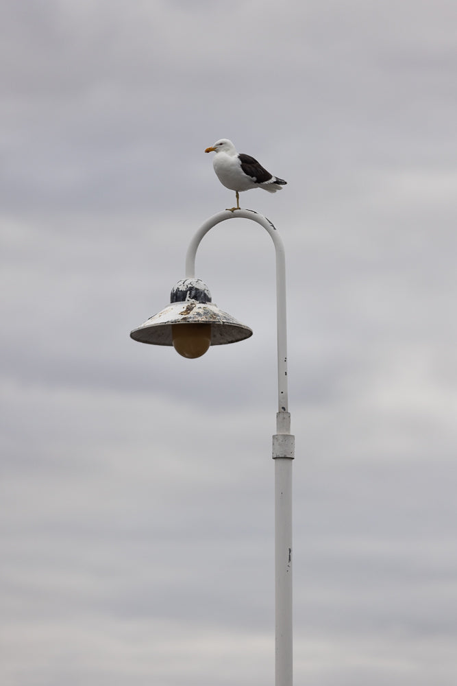 A seagull stands perched on top of a white lamppost against a cloudy sky. The lamppost has a weathered, conical shade with a yellow bulb.