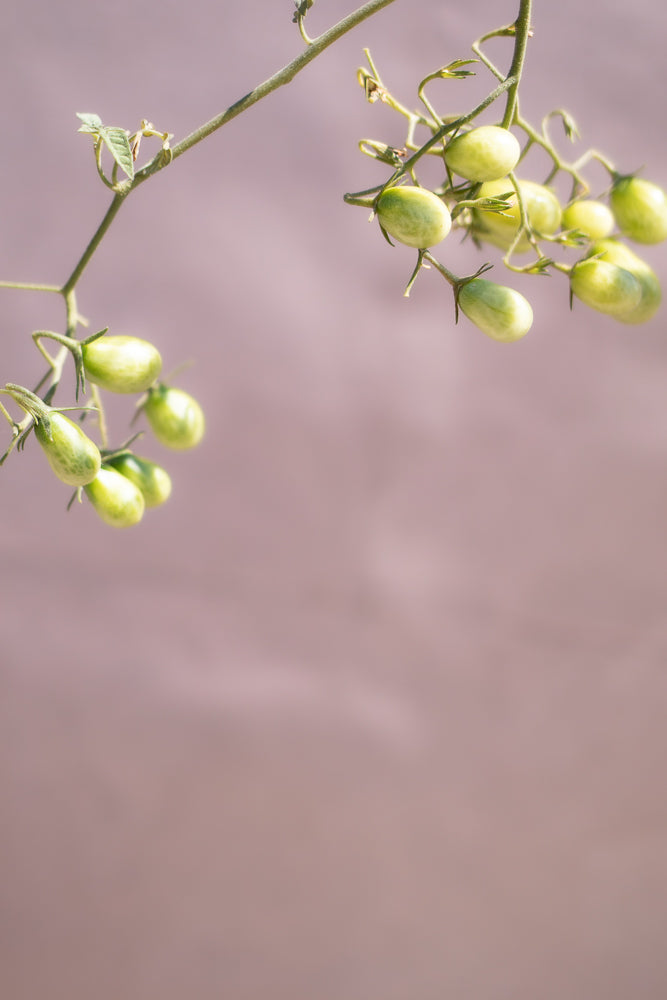 A close-up shot of a tomato vine with several small, green, unripe tomatoes hanging from it. The background is a soft, blurred pinkish-brown.