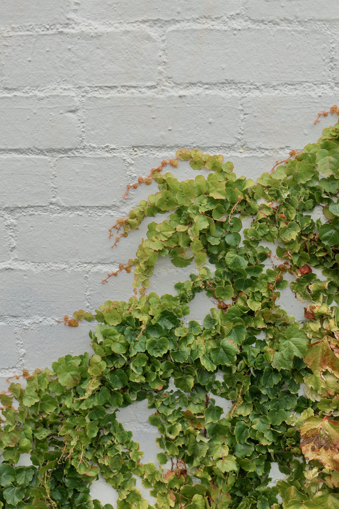 A close-up shot shows a white brick wall with green ivy growing diagonally across it. The ivy leaves are heart-shaped and vary in color from bright green to yellow and brown, indicating some are dying.
