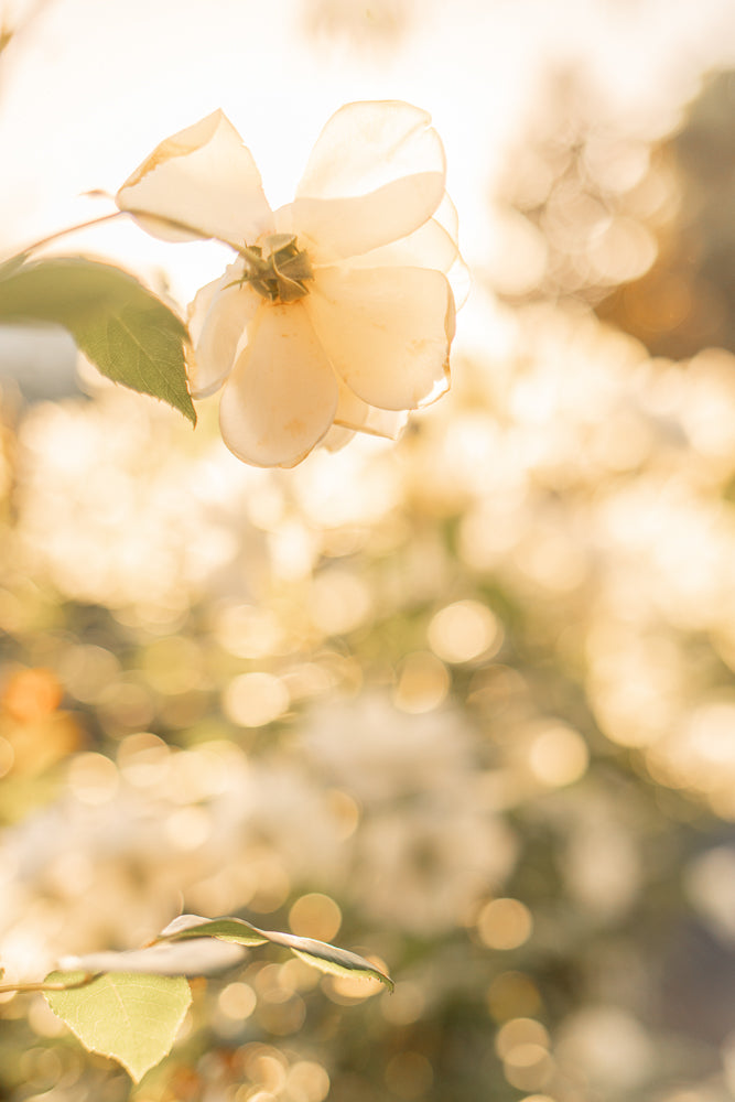 A close-up, backlit view of a pale yellow rose with delicate petals, bathed in warm golden sunlight. The background is a soft blur of bokeh lights, creating a dreamy and ethereal atmosphere.