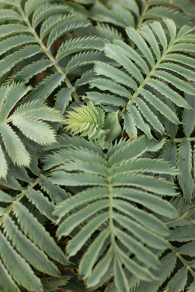 A close-up shot of a plant with serrated, blue-green leaves. A new frond is unfurling in the center of the image, showing its delicate, curled structure.