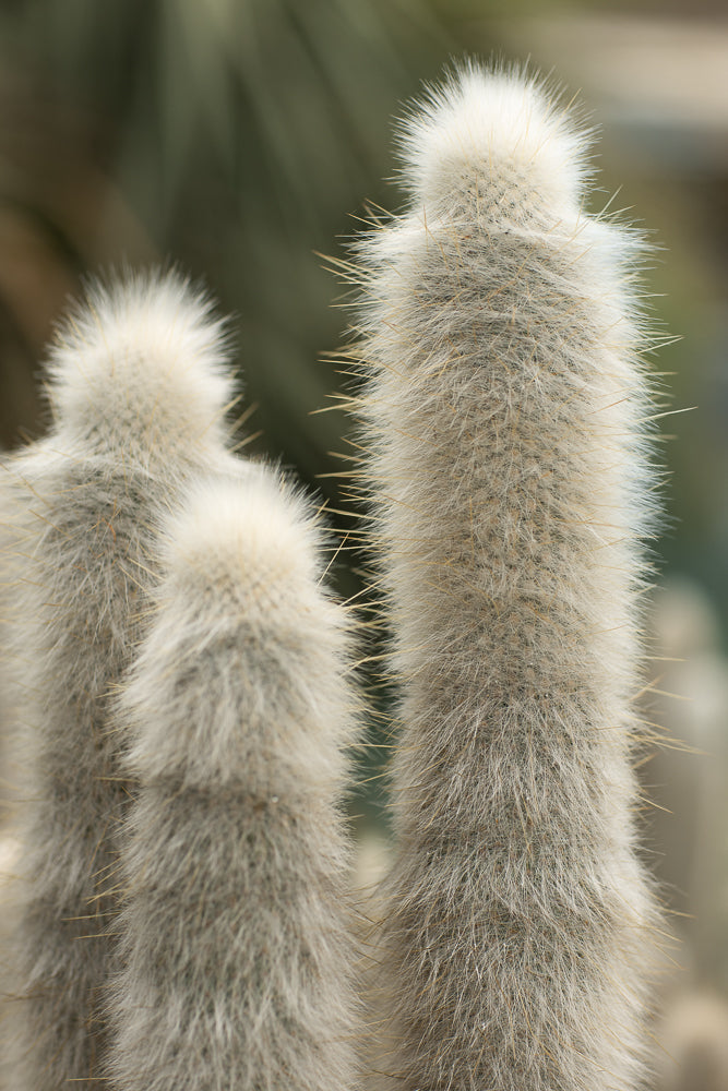 Three fuzzy columnar cacti stand close together against a blurred green background. The cacti are covered in dense, soft, white and tan hairs, with some longer, sharp spines visible.
