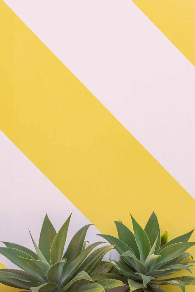 Two agave plants with green succulent leaves are in the foreground, set against a background of diagonal white and yellow stripes.
