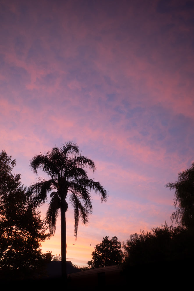 A silhouette of a palm tree against a vibrant pink and purple sunset sky. Several hot air balloons are visible in the distance.