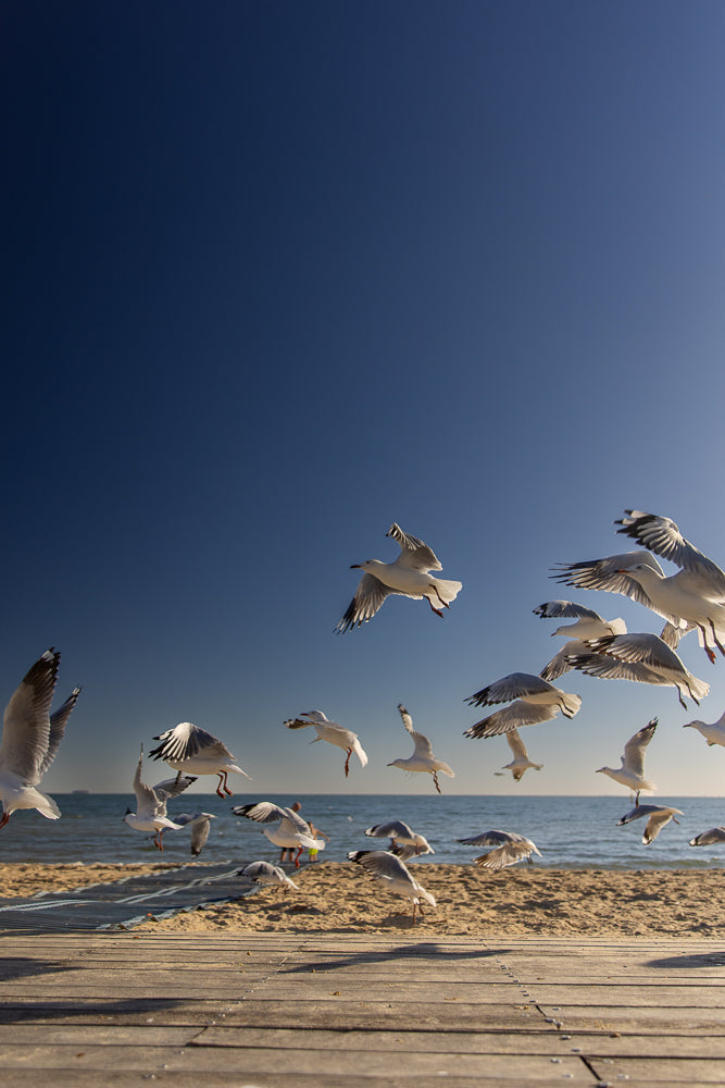 A flock of seagulls takes flight from a wooden boardwalk onto a sandy beach, with the ocean and a clear blue sky in the background.