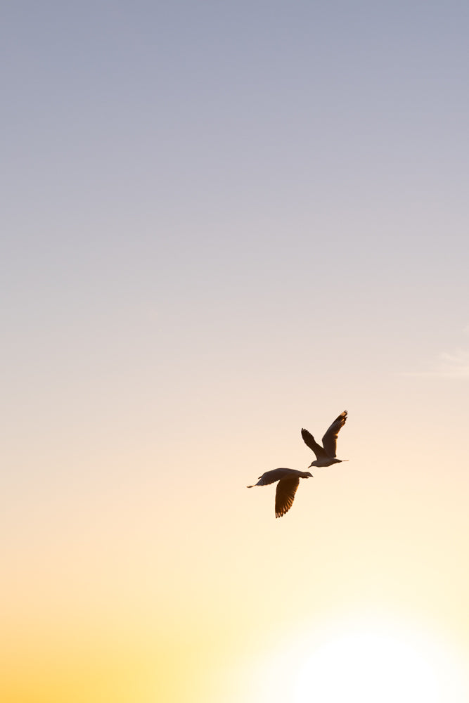 Two seagulls fly in silhouette against a soft gradient sky of pale blue and warm yellow, suggesting either dawn or dusk.