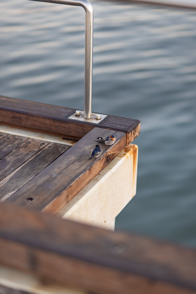 Two small birds with blue, white, and orange markings perch on a weathered wooden pier railing. The background is a soft blur of rippling water.