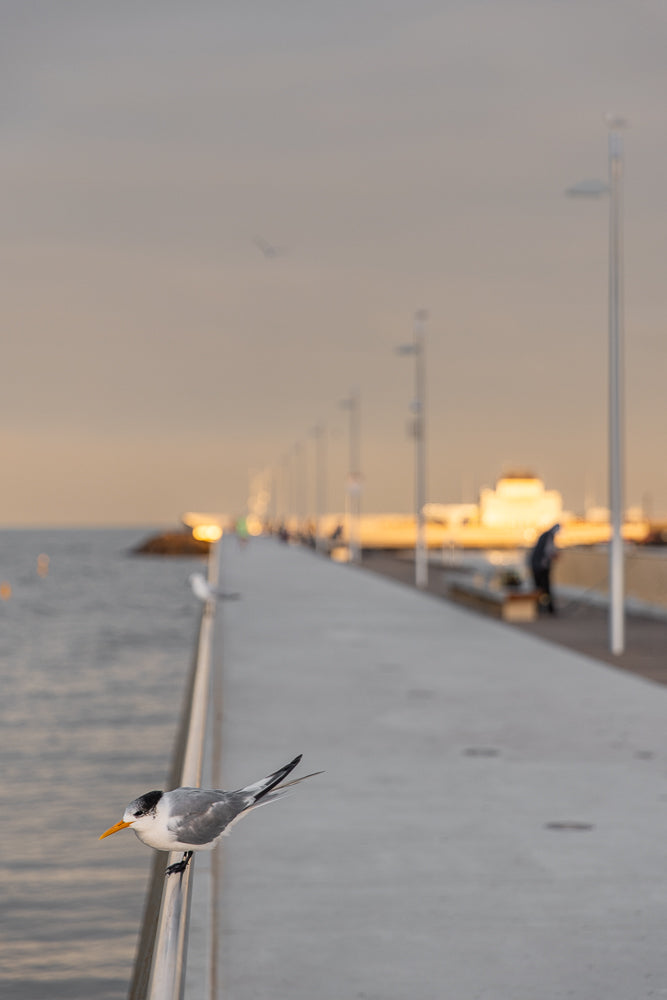 A tern with a black head and white body perches on a metal railing along a pier. The pier stretches into the distance, lined with lampposts and blurred figures of people enjoying the waterfront at sunset.