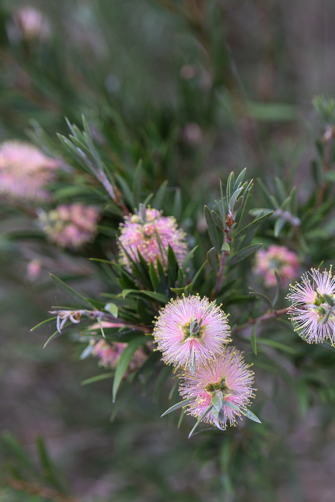 Close-up of a bottlebrush plant with delicate pink flowers and green needle-like leaves. The flowers have many thin stamens with yellow tips, creating a fluffy appearance.