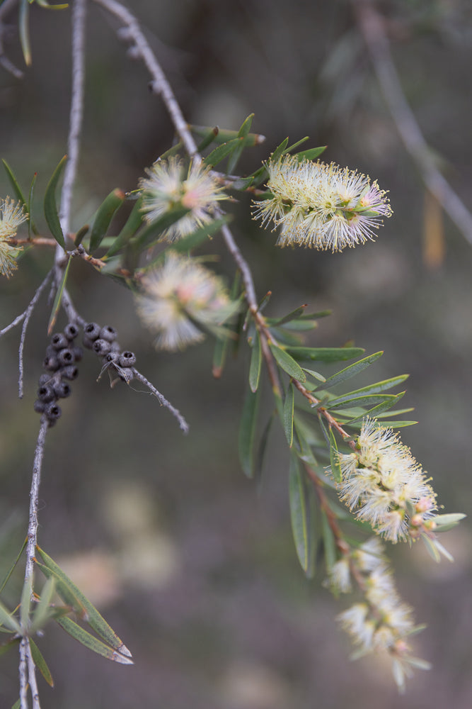 A close-up of a Callistemon viminalis branch with pale yellow bottlebrush flowers and dried seed pods. The flowers have many thin stamens with yellow tips, and the leaves are long and narrow.