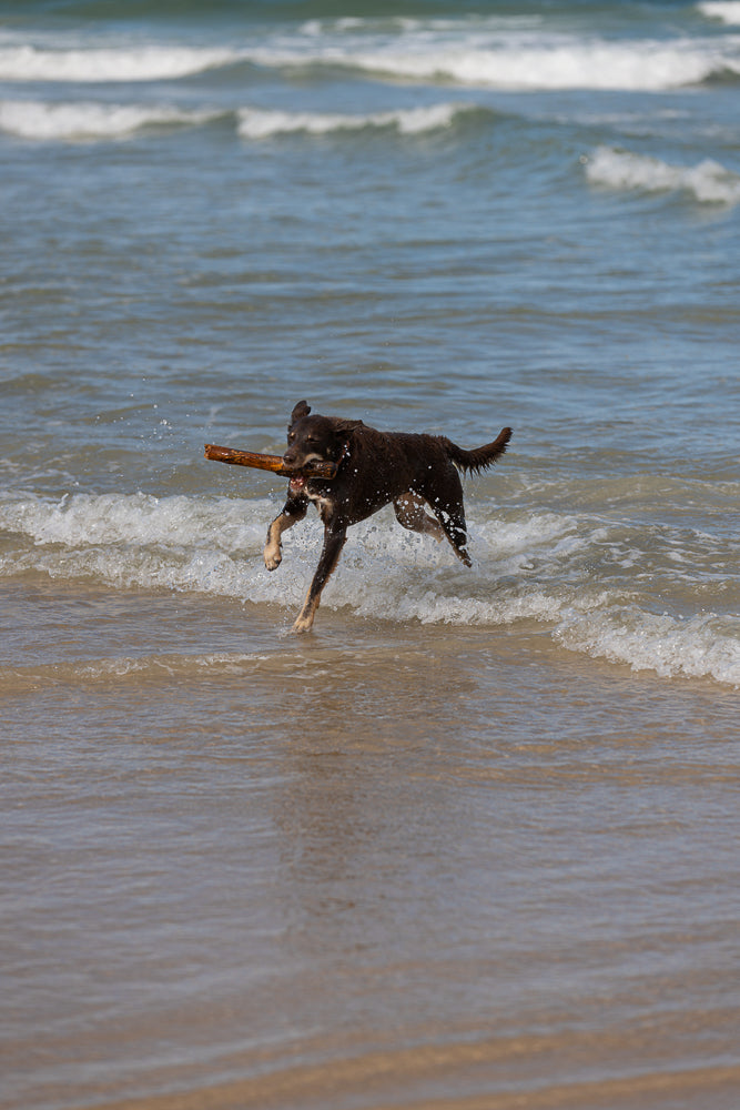 A brown dog with a stick in its mouth runs through the shallow water at the edge of the ocean. Waves are breaking around the dog, and water splashes up as it runs.