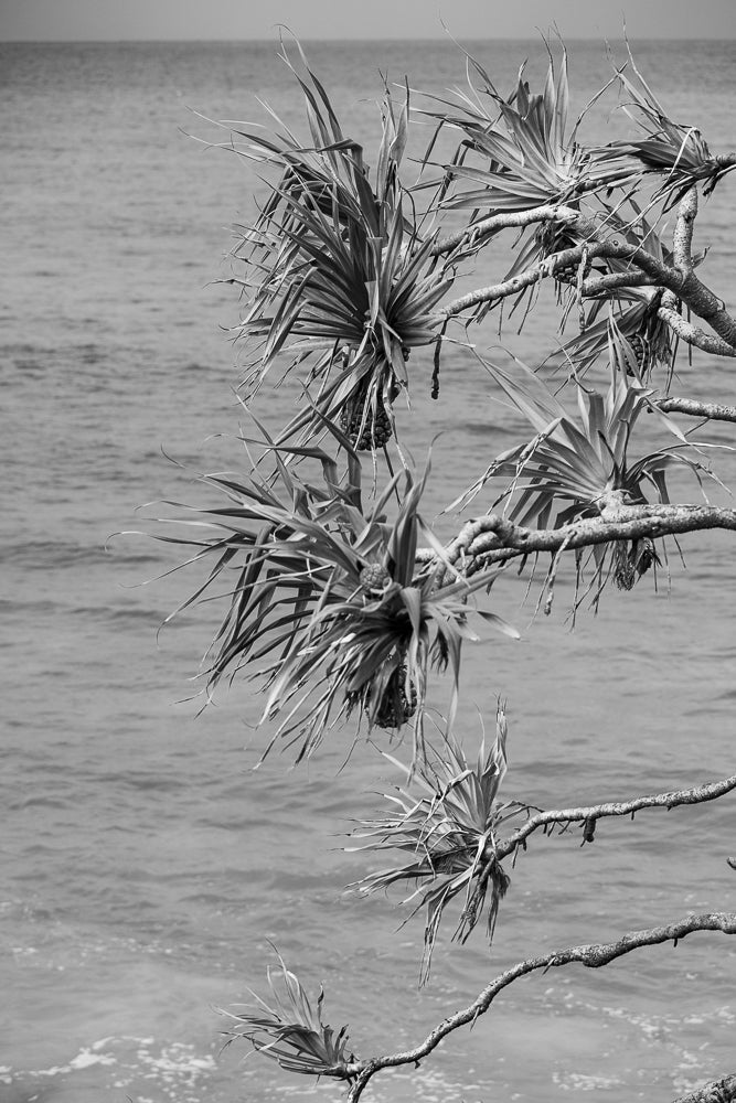 A black and white, close-up shot of a pandanus tree branch with spiky leaves and a pineapple-like fruit hanging down. The ocean is visible in the blurred background.