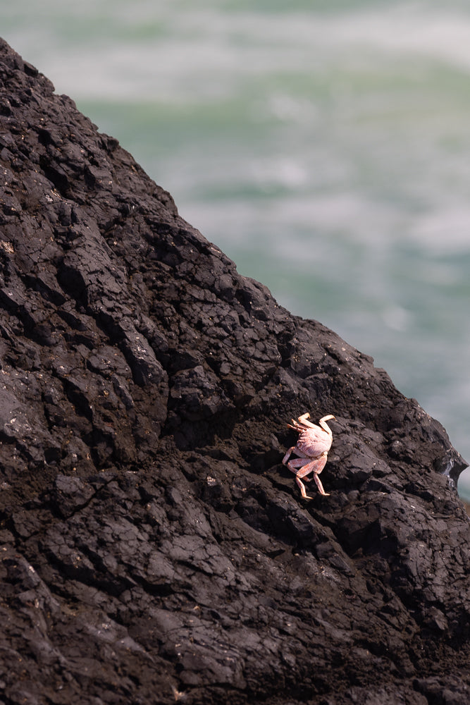 A light pink crab with visible legs and claws is climbing on a dark, textured rock face. The ocean is visible in the blurred background.