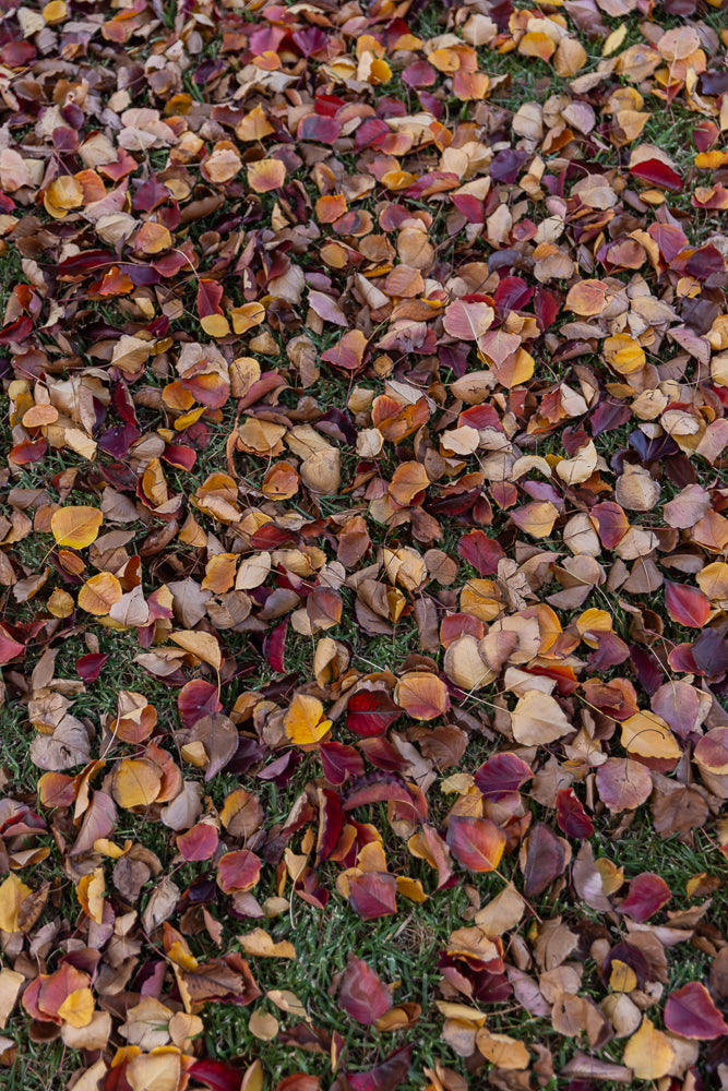 A dense carpet of fallen autumn leaves in shades of red, orange, yellow, and brown covers green grass.