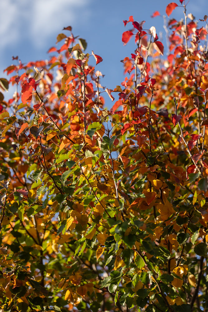 A close-up shot of a tree with leaves changing color from green to yellow and red, set against a bright blue sky. The sunlight highlights the vibrant autumn foliage.