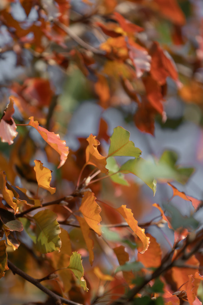 Close-up of autumn leaves in shades of orange, red, and green, with some leaves showing a delicate pinkish hue. The leaves are attached to a dark branch, and the background is softly blurred.