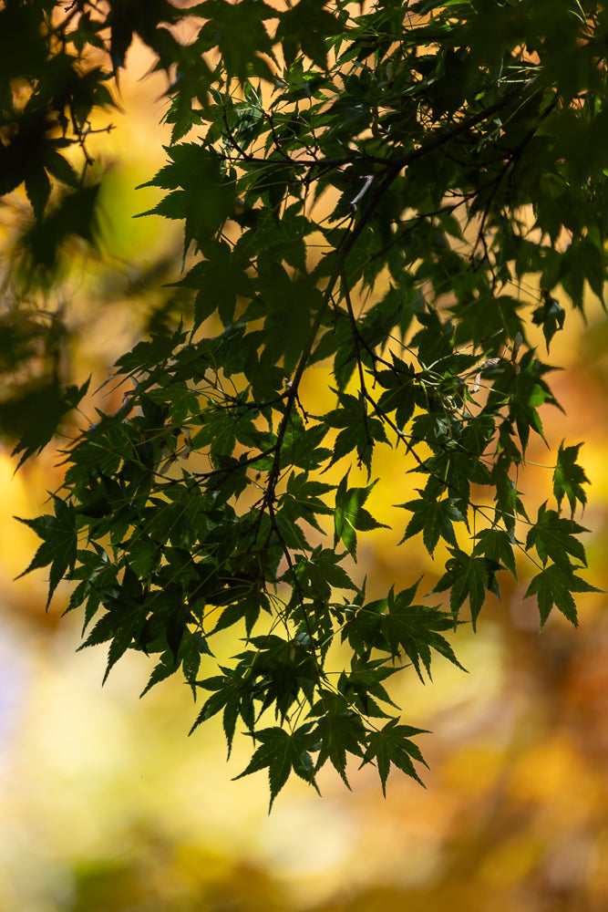 Dark green maple leaves hang from branches against a blurred background of warm yellow and orange autumn foliage.
