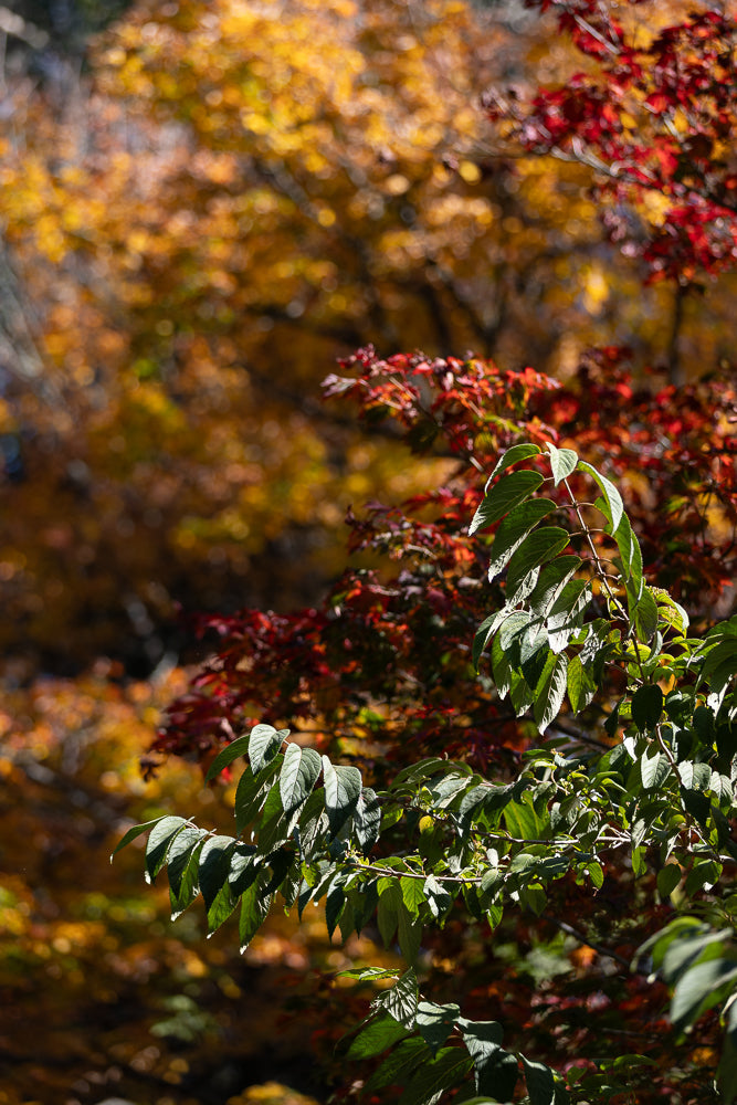 A close-up shot of green leaves in the foreground, with a blurred background of red and yellow autumn foliage.