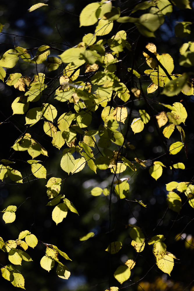 Sunlit autumn leaves against a dark background.
