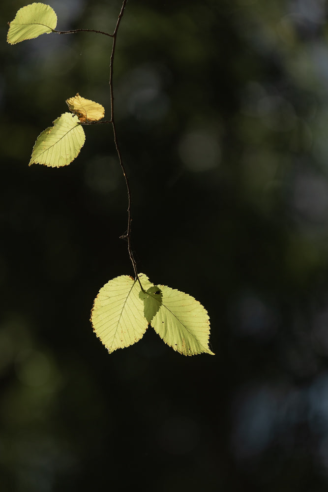 A delicate branch with three light green leaves hangs against a dark, blurred background. The leaves are backlit, highlighting their veins and serrated edges.