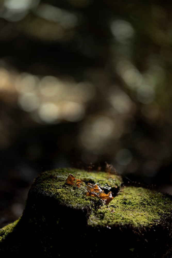 A close-up shot of a moss-covered tree stump with dry leaves resting on top. The scene is lit by dappled sunlight, creating a moody and natural atmosphere.