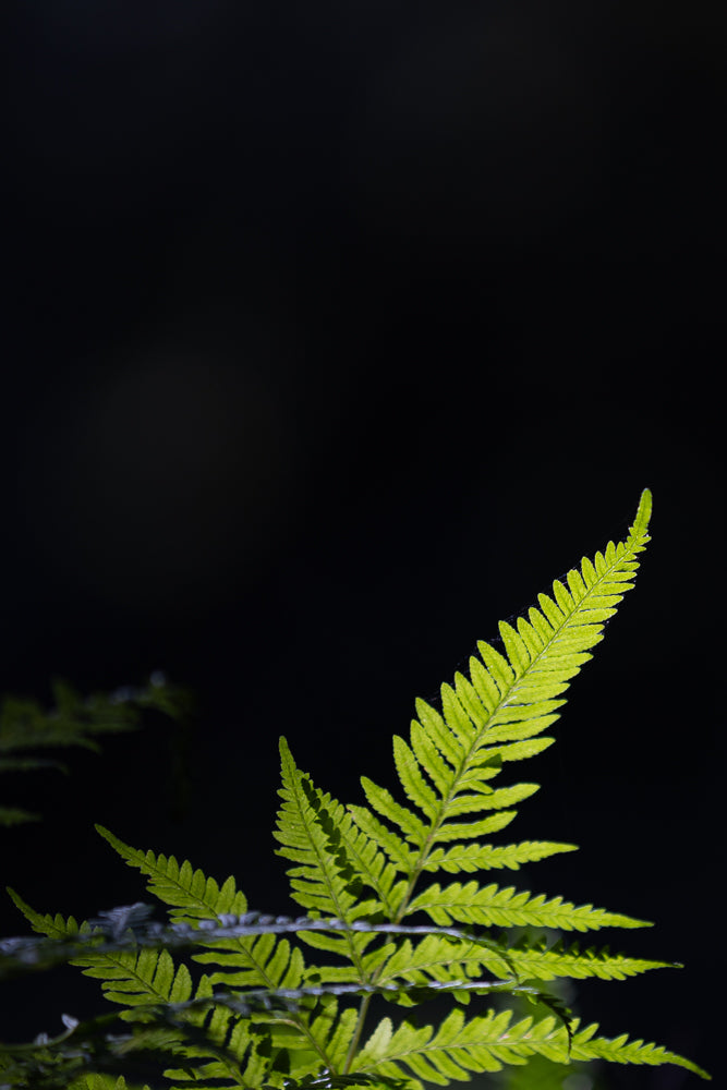 A close-up shot of a bright green fern frond against a dark background. The frond is illuminated from behind, highlighting its delicate structure and the fine veins within its leaves. A few strands of spiderweb are visible clinging to the frond, adding a touch of natural detail.