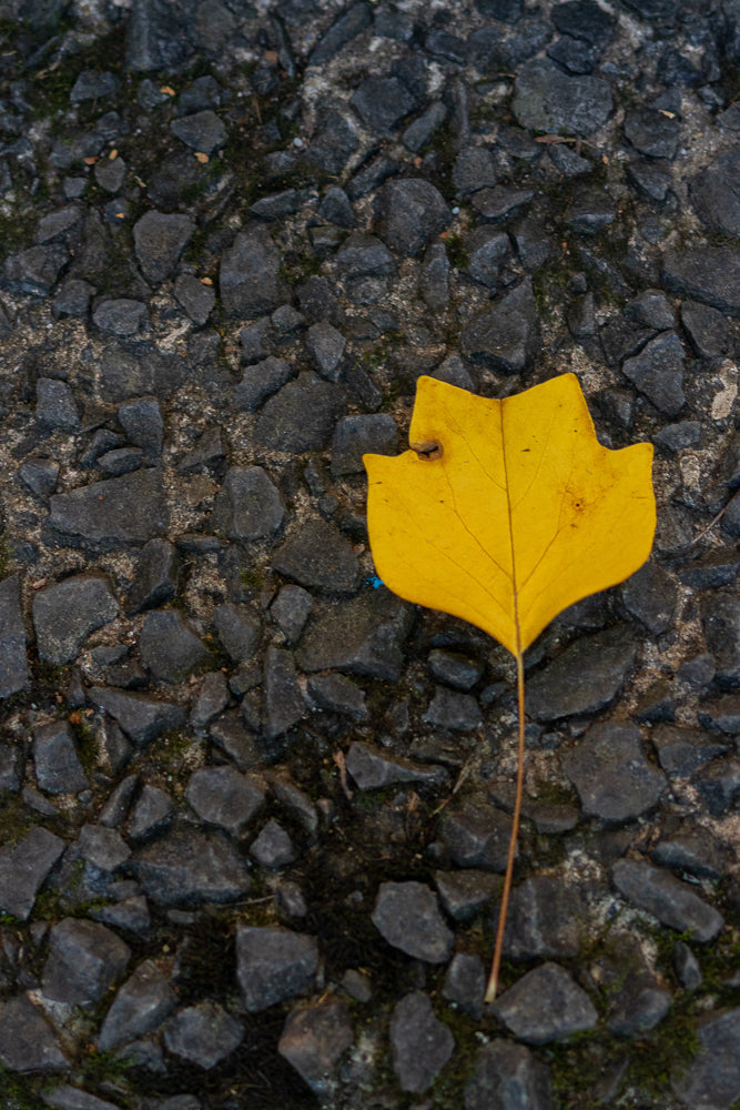 A single bright yellow leaf with a distinctive shape lies on a dark, rough surface composed of small, grey stones and patches of moss.