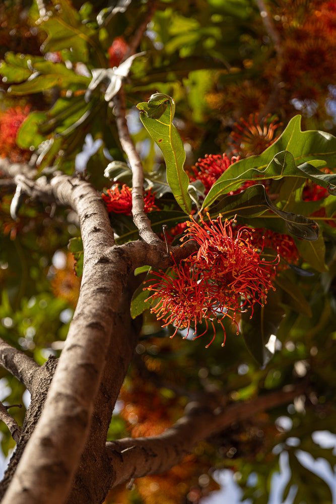 A close-up shot of a tree branch with bright red, spiky flowers and green leaves. The branch is rough and textured, with sunlight dappling through the foliage.
