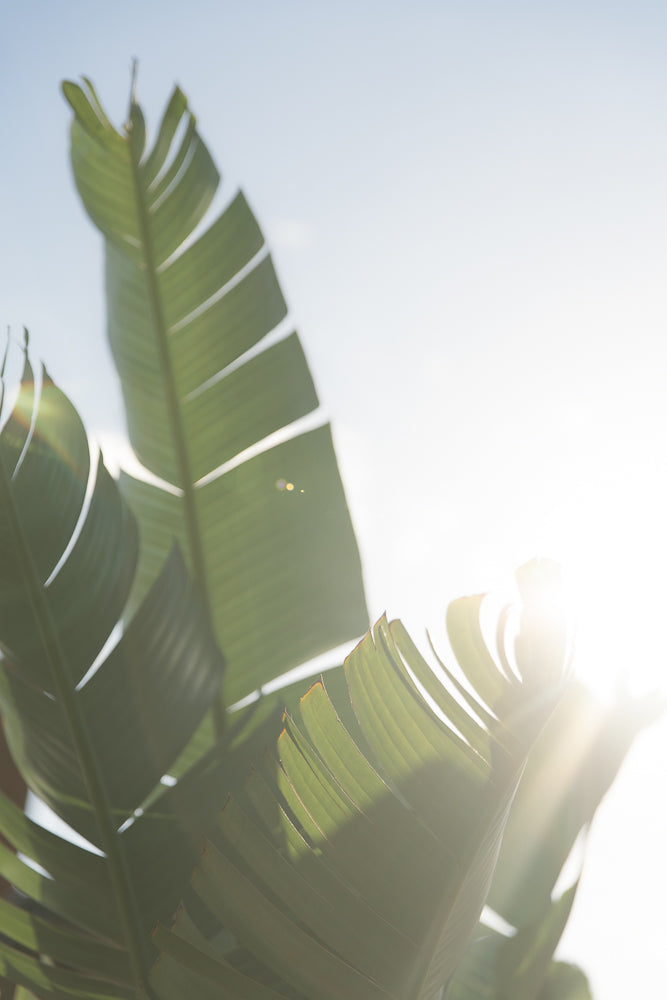 Close-up of large, green leaves against a bright, hazy sky. Sunlight streams through the leaves, creating lens flare and a soft, ethereal glow.