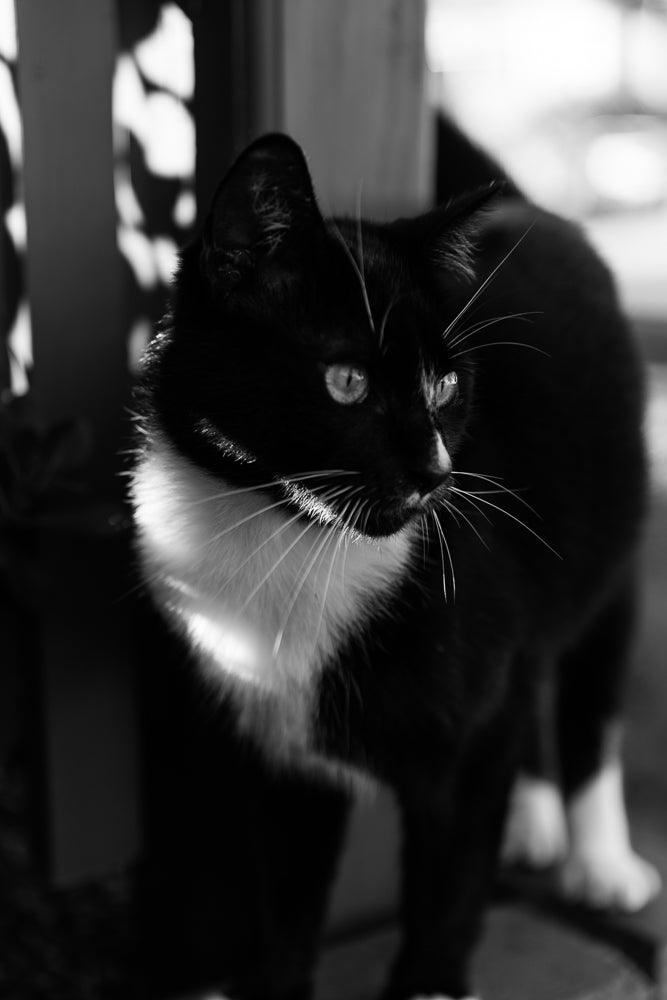 A black and white close-up of a tuxedo cat with bright green eyes looking to the right. The cat has a white chest and white paws. Sunlight highlights its whiskers and chest.