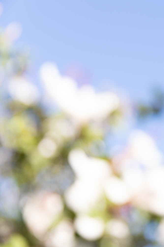 Soft focus image of white flowers against a pale blue sky. The flowers are blurred, creating a dreamy, ethereal effect.