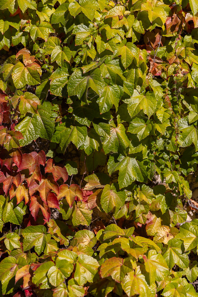 A dense wall of Virginia creeper leaves, transitioning from vibrant green to shades of yellow and red, indicating the arrival of autumn. The leaves are textured and catch the sunlight, creating a natural, organic pattern.