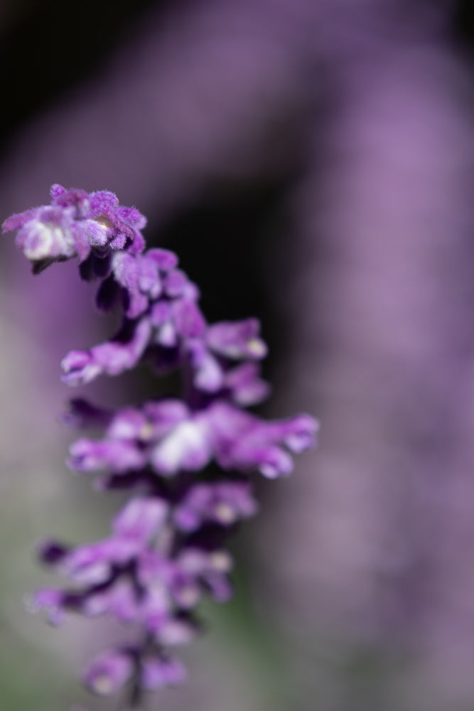 A close-up, shallow depth of field shot of a purple flower spike with tiny, fuzzy florets. The background is a soft blur of purple and dark tones.